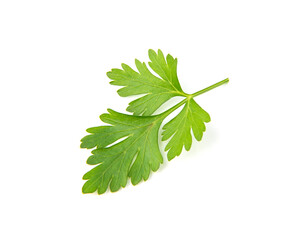 Fresh parsley leaves on white background