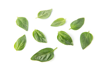 Fresh organic basil leaves, isolated on white background.