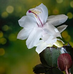 Weihnachtskaktus Makro Aufnahme - Schlumbergera truncata (Haw.) Moran - Gattung Schlumbergera - Familie Cactaceae