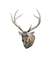 Deer Head with beautiful antlers isolated on white background