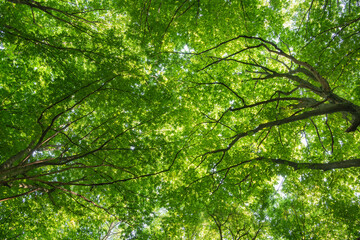 Sunlight in the green forest, spring time