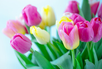 Mix of tulips flowers background