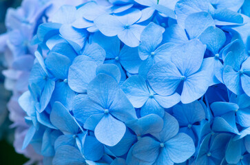 Blue Hydrangea background. Hortensia flowers surface.