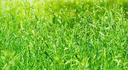 Spring grass background. Soft blur green grass background. Natural background with green grass.