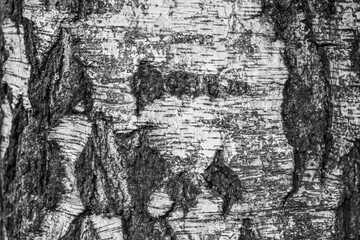 Fototapeta premium Black and white texture of white birch tree trunk as abstract background.