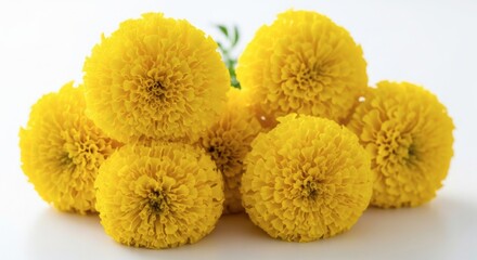 Bunch of vibrant yellow craspedia flowers isolated on white background