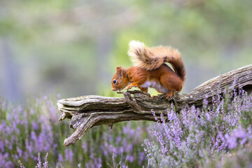 Red Squirrel In Forest Setting