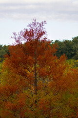Fototapeta premium Autumn Bald Cypress With Fiery Foliage