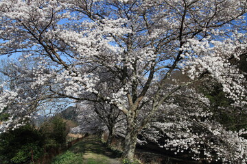 満開の桜のある風景