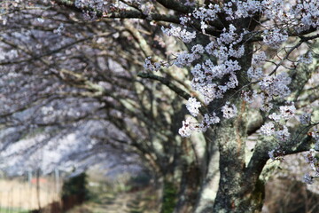 桜のある風景