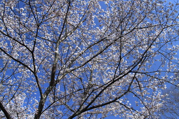 青空に映える桜