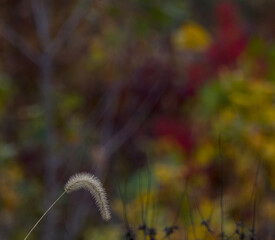 Single Foxtail Grass in Soft Autumn Light