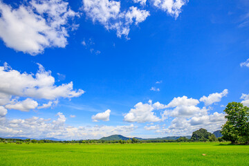Green nature, sky, beautiful clouds