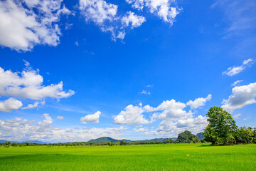 Green nature, sky, beautiful clouds