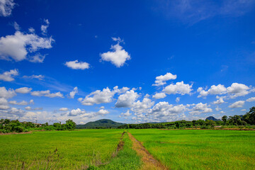 Green nature, sky, beautiful clouds