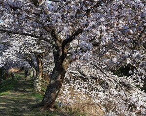 満開になった桜の木