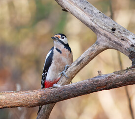A female Great Spotted Woodpecker, Dendrocopos major perched on a dry branch in Prague Royal Game Reserve, softly lit by warm autumn colors in the background.