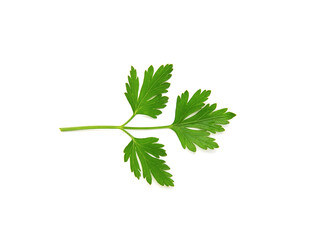 Fresh parsley leaves on white background