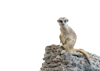 Meerkat isolated on white background