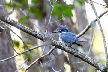 A belted kingfisher (Megaceryle alcyon) in Highlands Hammock State Park, Florida