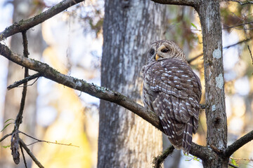 A barred owl (Strix varia) at Highlands Hammock State Park, Florida