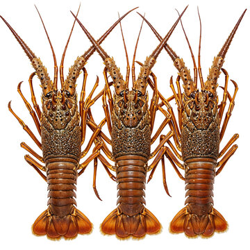 Whole langoustes seafood, isolated on transparent background, PNG