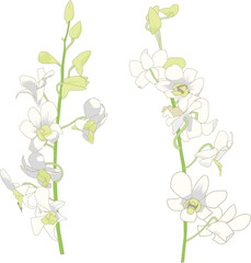 白いデンファレ