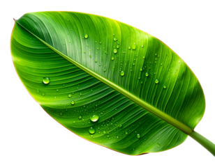 Rain-Kissed Botanical Banana Leaf Close-Up with Dew Macro Details