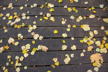 Yellow autumn leaves on wooden floor.