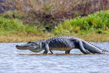 American alligators (Alligator mississippiensis) at the Deep Hole sinkhole in Myakka River State Park, Florida
