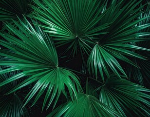 Obraz premium Dark Green Palm Leaves Lush Tropical Foliage