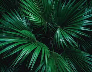Obraz premium Dark Green Tropical Palm Leaves Background Texture