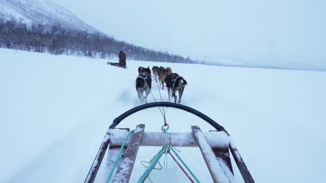 Dog sledding adventure in Lofoten winter landscape