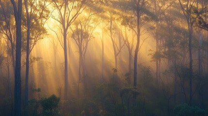 A dense, misty forest at dawn with towering trees and soft sunlight breaking through the fog.