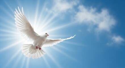 White Dove Flying Towards Sun Rays in Blue Sky, Bird, Freedom, Peace