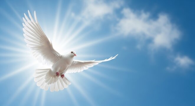 White Dove Flying Towards Sun Rays in Blue Sky, Bird, Freedom, Peace
