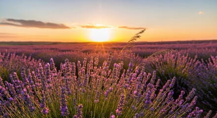 Obraz premium Sunset Over Lavender Field, Nature, Flower, Purple