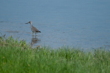 Greater Yellow-Legs standing near the shore of the Chemung River