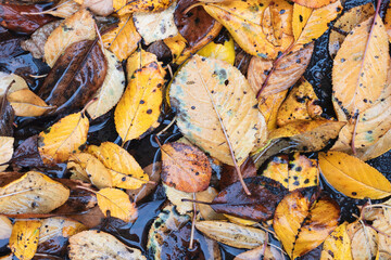 Solid background of orange brown autumn leaves lying on the ground, autumn season concept background