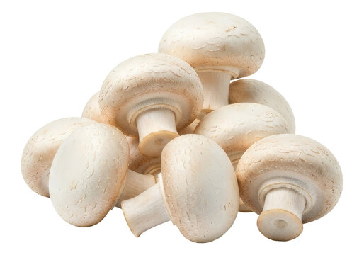 Close Up of Whole White Agaricus Bisporus Mushrooms, Cut Out, Clipping Path, Isolated on a Transparent PNG Background.