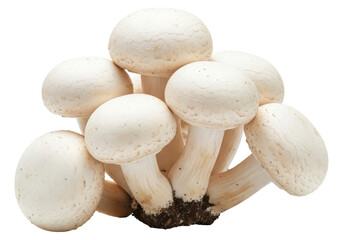 Fototapeta premium Healthy Edible Mushrooms for Vegetarian and Vegan Cuisine, Cut Out, Clipping Path, Isolated on a Transparent PNG Background.