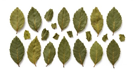 Assortment of Dried Green Leaves on White Background, Leaf, Natural, Organic