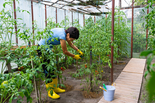 Gardening in a greenhouse with tomatoes - Powered by Adobe
