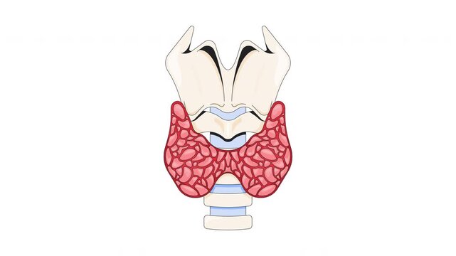 Thyroid anatomy with larynx and trachea cartoon animation. Hormone production organ. Throat function. Butterfly-shaped endocrine gland diagram animated flat 2D object 4K video isolated on white