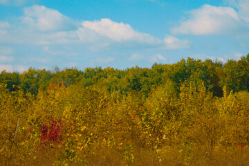 Fototapeta premium Vibrant Autumn Landscape With Forest Horizon