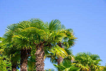 Palm trees on the sky background, copy space for text