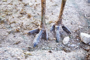Detailed view of an emu's textured legs and foot against a natural earthy background