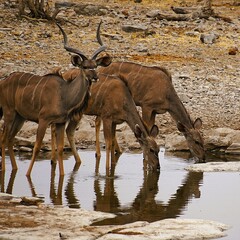 Group of Greater Kudus with characteristic white stripes on their brown fur drinking at a waterhole in Etosha National Park in Namibia during the dry season. Tragelaphus strepsiceros.