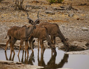 Group of Greater Kudus with characteristic white stripes on their brown fur drinking at a waterhole in Etosha National Park in Namibia during the dry season. Tragelaphus strepsiceros.
