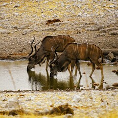 Group of Greater Kudus with characteristic white stripes on their brown fur drinking at a waterhole in Etosha National Park in Namibia during the dry season. Tragelaphus strepsiceros.